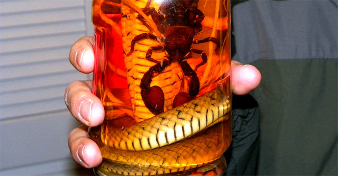 Snake Wine  Found  in Vietnam, China and Southeast Asia, sna