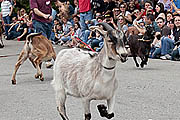 Grab Your Goat and Get to the Sly Fox Bock Fest & Goat Race, May 1